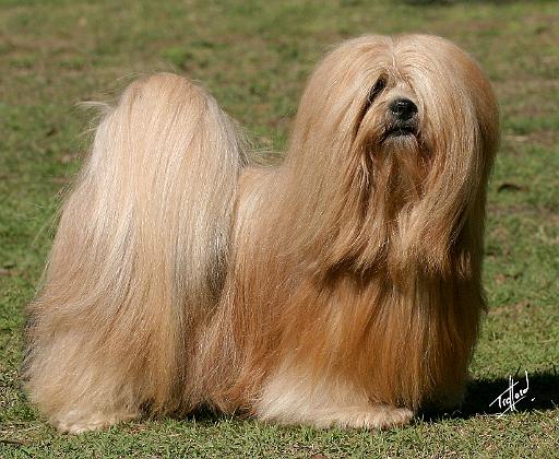 Lhasa Apso 9Y394D-079.JPG